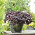 Oxalis regnellii
